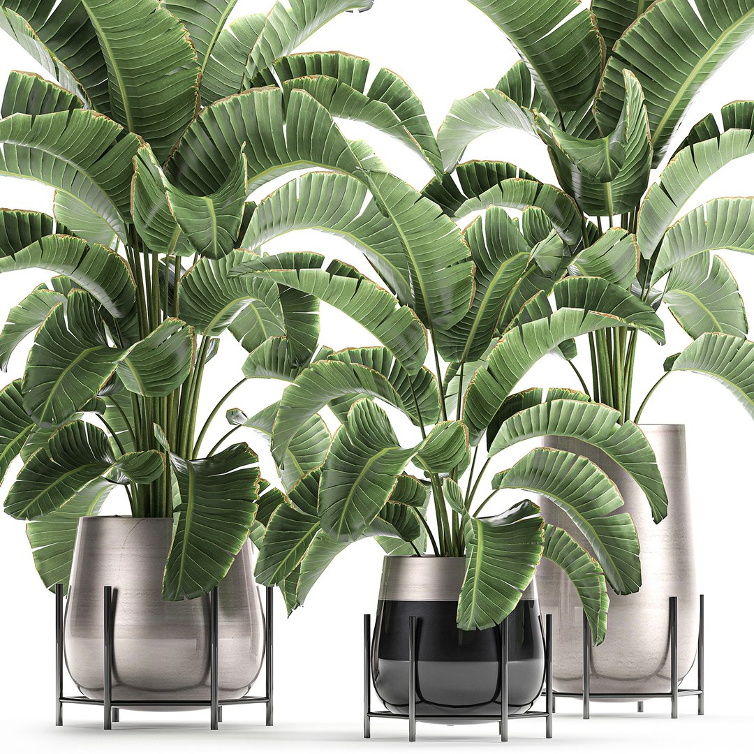 banana palm interior 3D model https://p.turbosquid.com/ts-thumb/Gw/uPkUPH/Mvz7Nhq8/plants2611202001/jpg/1606480399/1920x1080/fit_q87/d8217a073135453dd56cdf3386abee48c9483ae3/plants2611202001.jpg