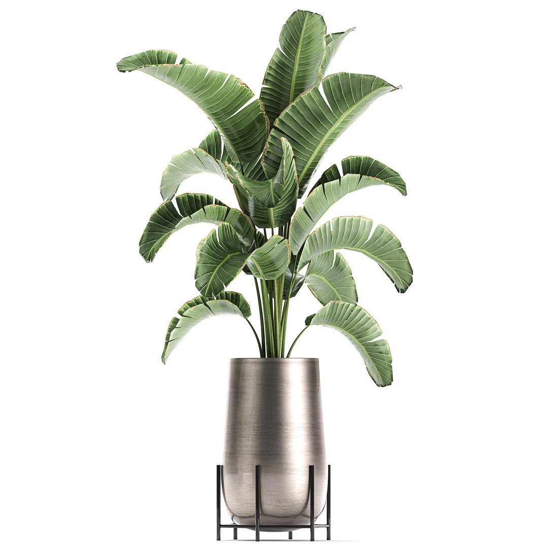 banana palm interior 3D model https://p.turbosquid.com/ts-thumb/Gw/uPkUPH/OY3UQien/plants2611202010/jpg/1606480400/1920x1080/fit_q87/8a2f9146b33b3e73783c1ed5d9ed49d3af0ac234/plants2611202010.jpg