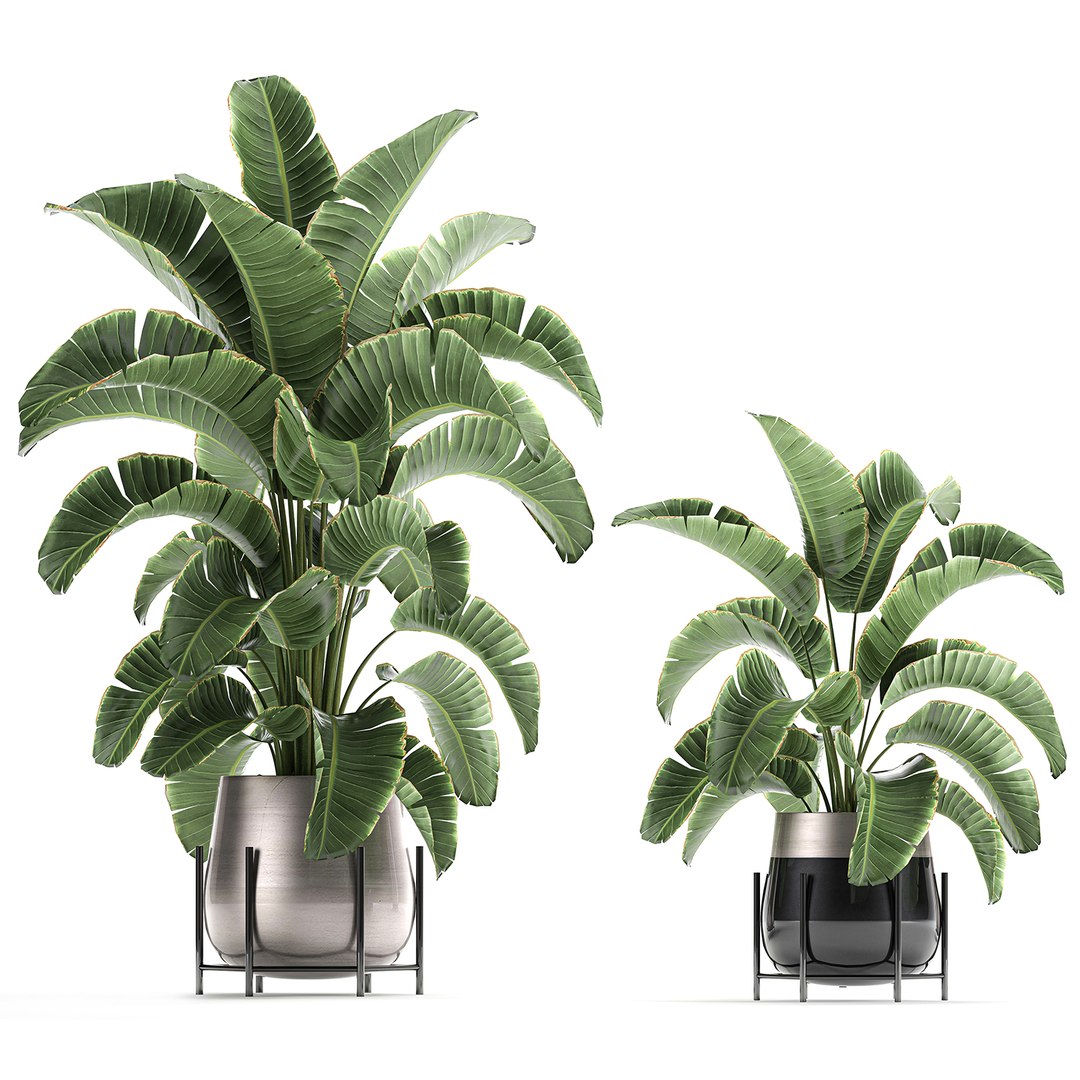 banana palm interior 3D model https://p.turbosquid.com/ts-thumb/Gw/uPkUPH/pQTLzE4S/plants2611202003/jpg/1606480399/1920x1080/fit_q87/94ddab973a8fce42f1415919020cb7bc5fe39caa/plants2611202003.jpg