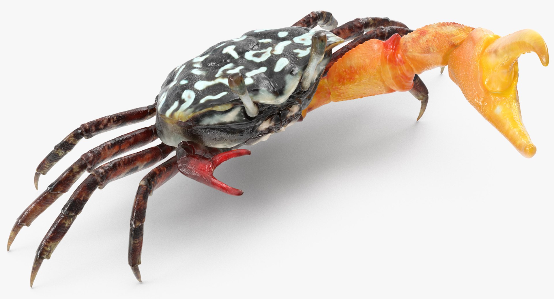3d model of fiddler crab rigged https://p.turbosquid.com/ts-thumb/Gw/yf6slu/9MqJumhf/fiddlercrabrigged3dmodel004/jpg/1490610698/1920x1080/fit_q87/34d8e366bed362ea43d8a1bf15c1658bf66fb8e1/fiddlercrabrigged3dmodel004.jpg