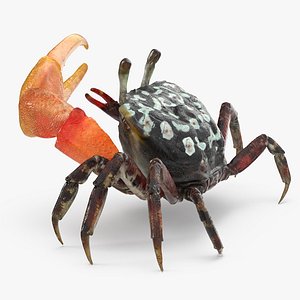 3d model of fiddler crab rigged