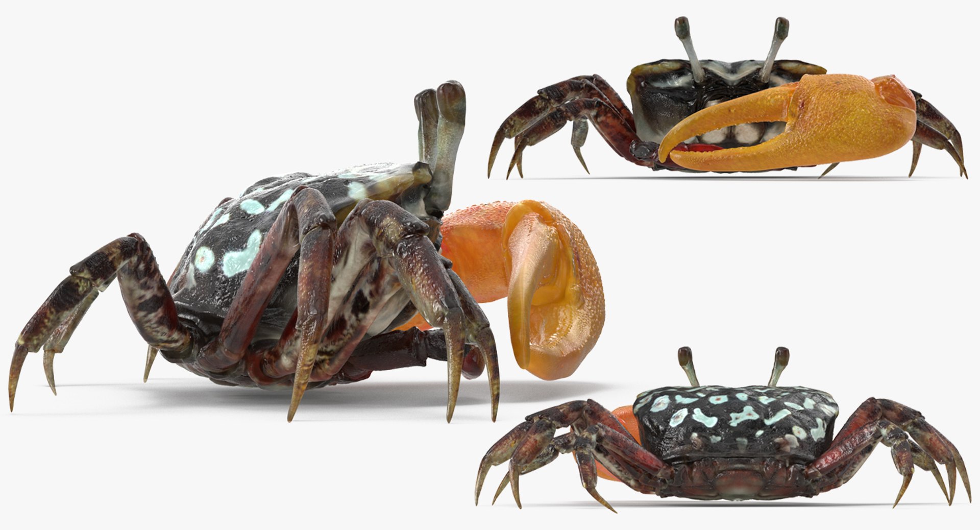 3d model of fiddler crab rigged https://p.turbosquid.com/ts-thumb/Gw/yf6slu/HYV84QpR/fiddlercrabrigged3dmodel009/jpg/1490610699/1920x1080/fit_q87/8610d0b40a3215836de4e1ecdcc0ec3c992e3c3d/fiddlercrabrigged3dmodel009.jpg