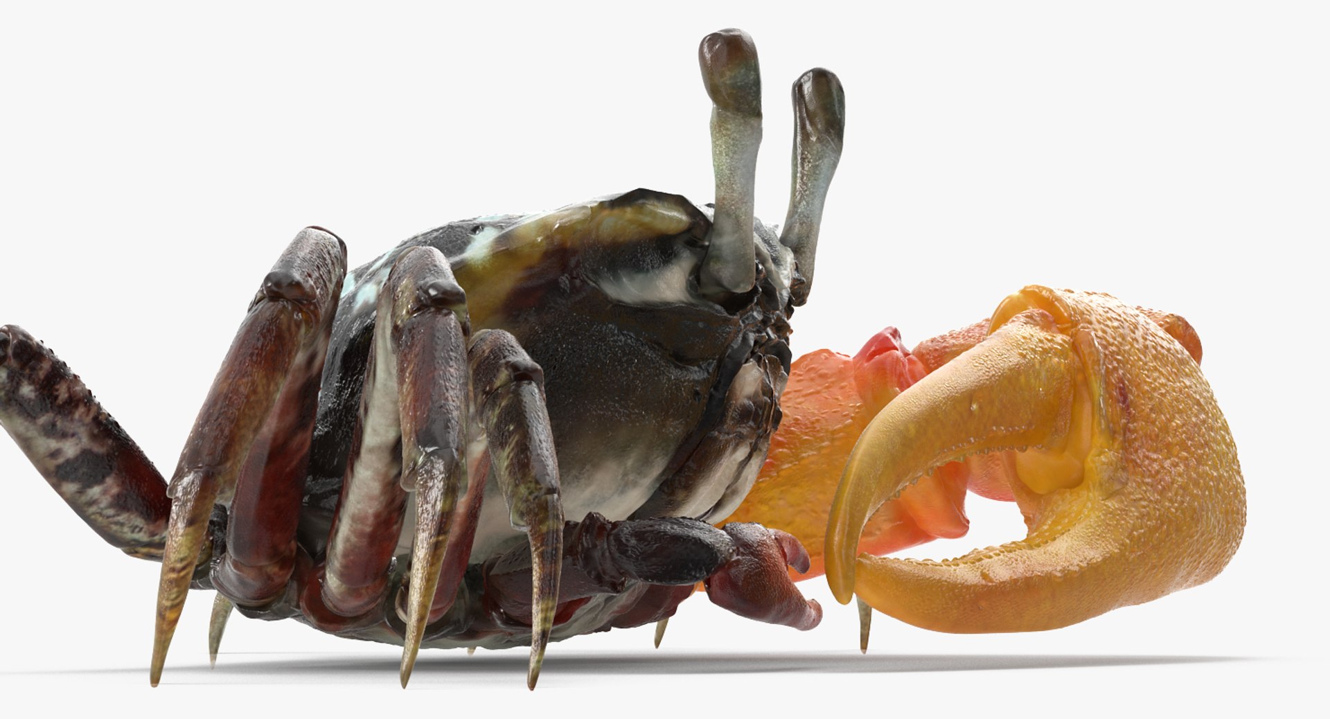 3d model of fiddler crab rigged https://p.turbosquid.com/ts-thumb/Gw/yf6slu/J8KSOaGm/fiddlercrabrigged3dmodel005/jpg/1490610698/1920x1080/fit_q87/048c07fafb42266ed7233cd1bd7707f20cec059d/fiddlercrabrigged3dmodel005.jpg