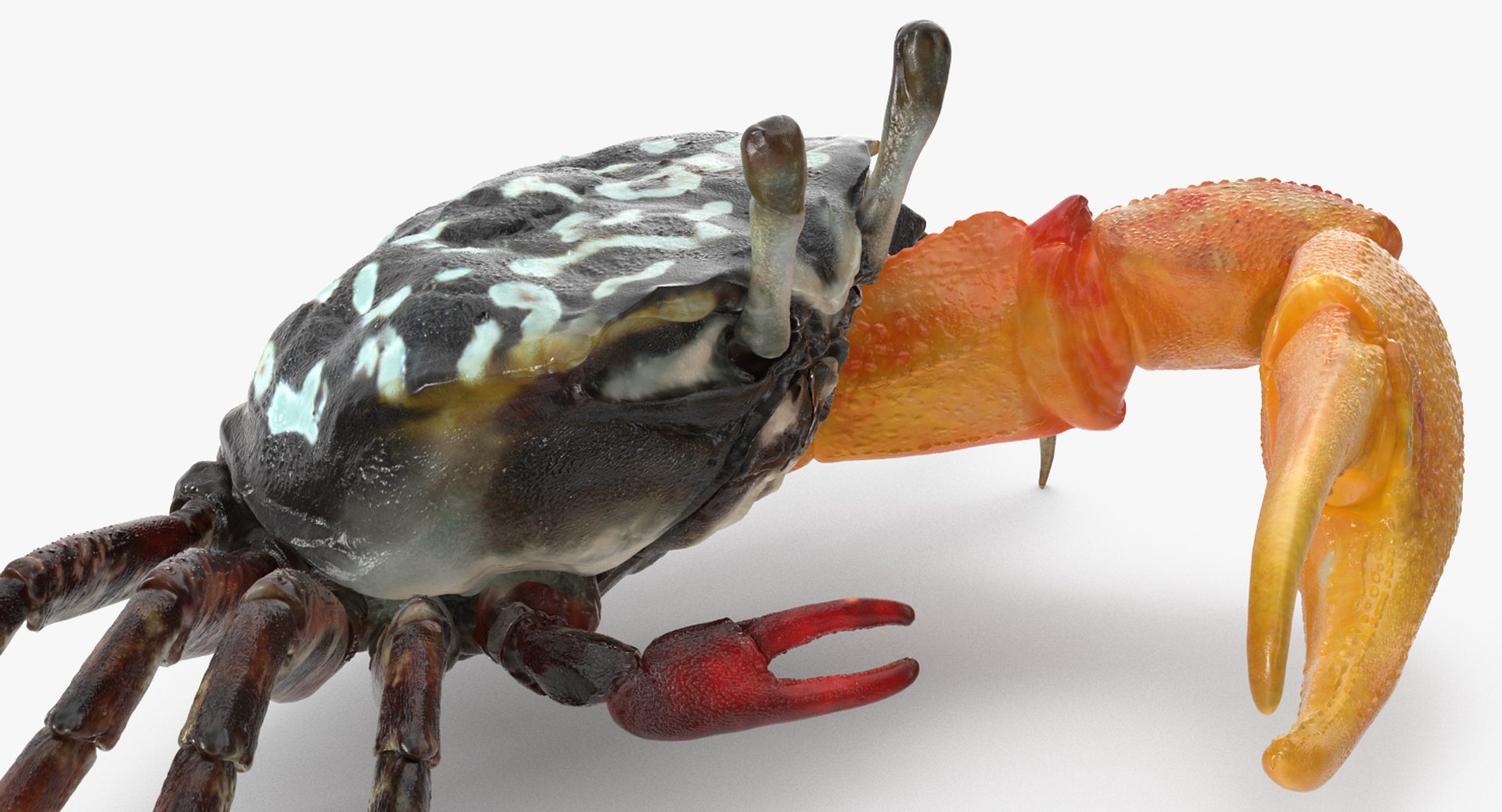 3d model of fiddler crab rigged https://p.turbosquid.com/ts-thumb/Gw/yf6slu/LPTdYlB0/fiddlercrabrigged3dmodel015/jpg/1490610699/1920x1080/fit_q87/cca3f5669da372b037e44573e5ea3f8bbd5adee5/fiddlercrabrigged3dmodel015.jpg