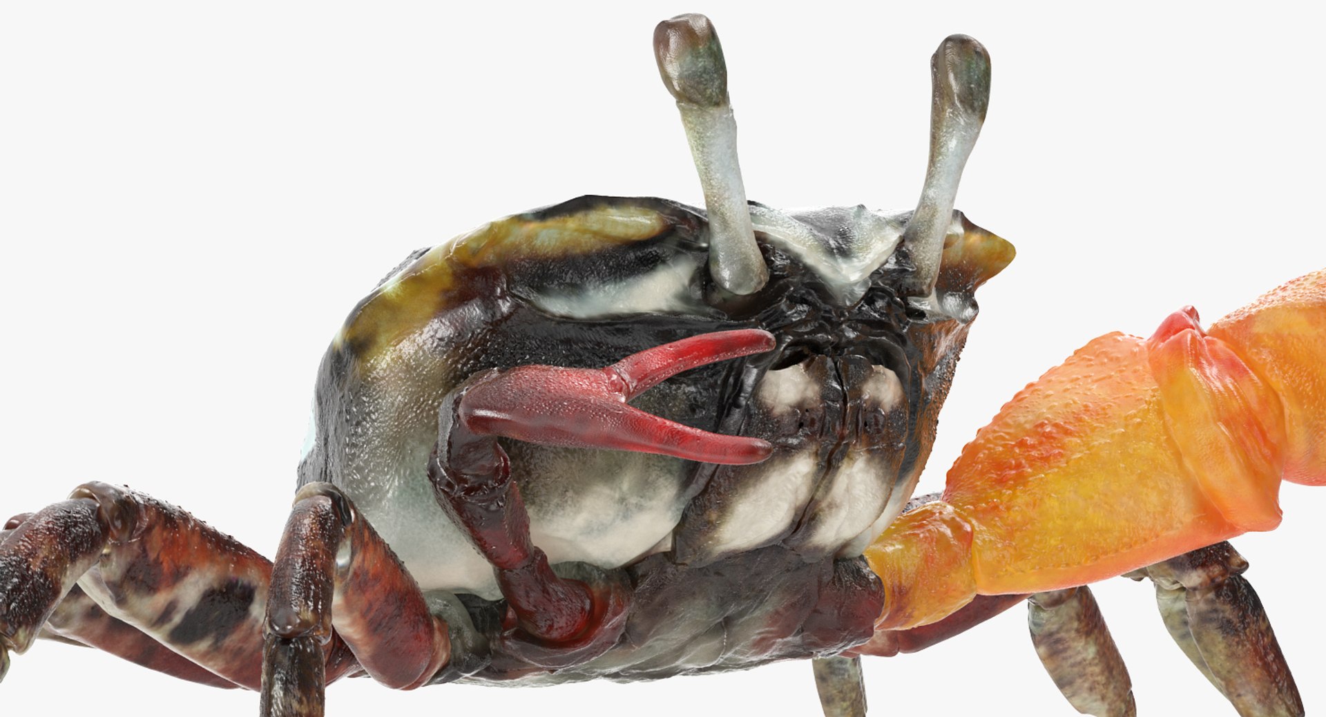 3d model of fiddler crab rigged https://p.turbosquid.com/ts-thumb/Gw/yf6slu/NtkPjCuX/fiddlercrabrigged3dmodel006/jpg/1490610699/1920x1080/fit_q87/62e491ae2415a20467c9c73dabb322608a33ce1e/fiddlercrabrigged3dmodel006.jpg