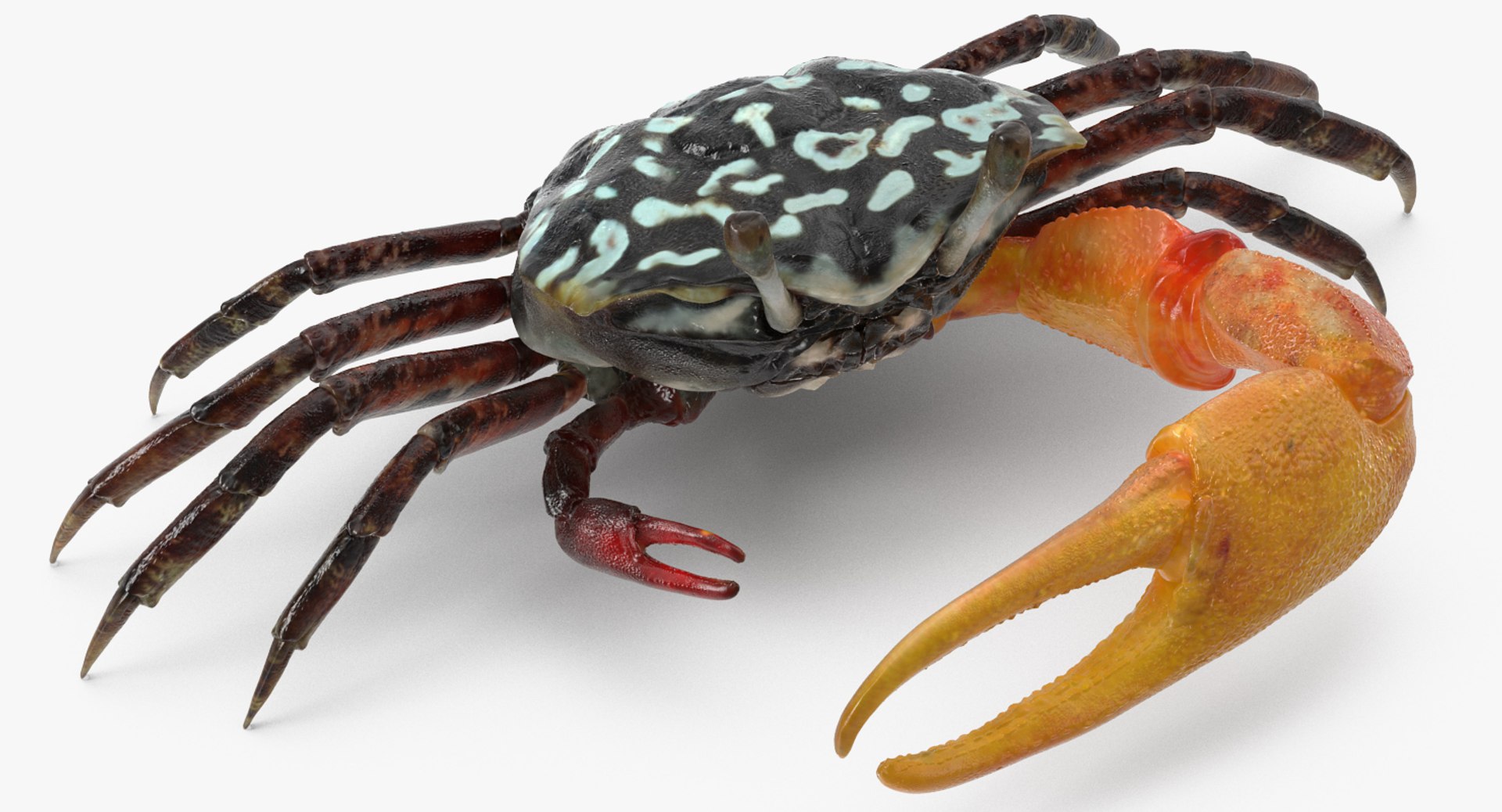 3d model of fiddler crab rigged https://p.turbosquid.com/ts-thumb/Gw/yf6slu/SYXlZPzJ/fiddlercrabrigged3dmodel002/jpg/1490610698/1920x1080/fit_q87/cf4daa33ab6186e63bc9dd51427f85b41d0e6516/fiddlercrabrigged3dmodel002.jpg