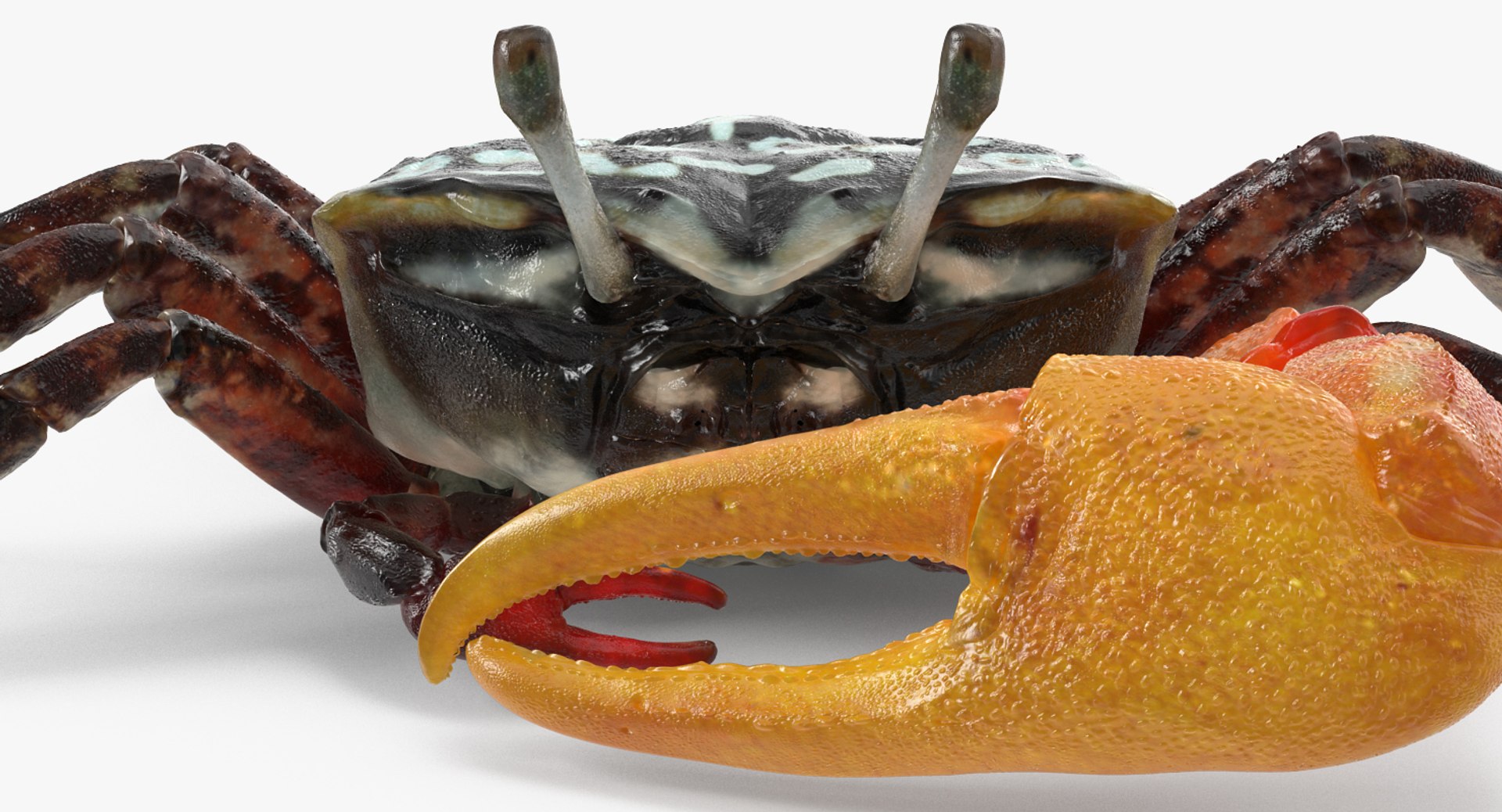 3d model of fiddler crab rigged https://p.turbosquid.com/ts-thumb/Gw/yf6slu/YVKd6mEL/fiddlercrabrigged3dmodel016/jpg/1490610699/1920x1080/fit_q87/29e589c3934813a06239ab2a1598c6a899320506/fiddlercrabrigged3dmodel016.jpg