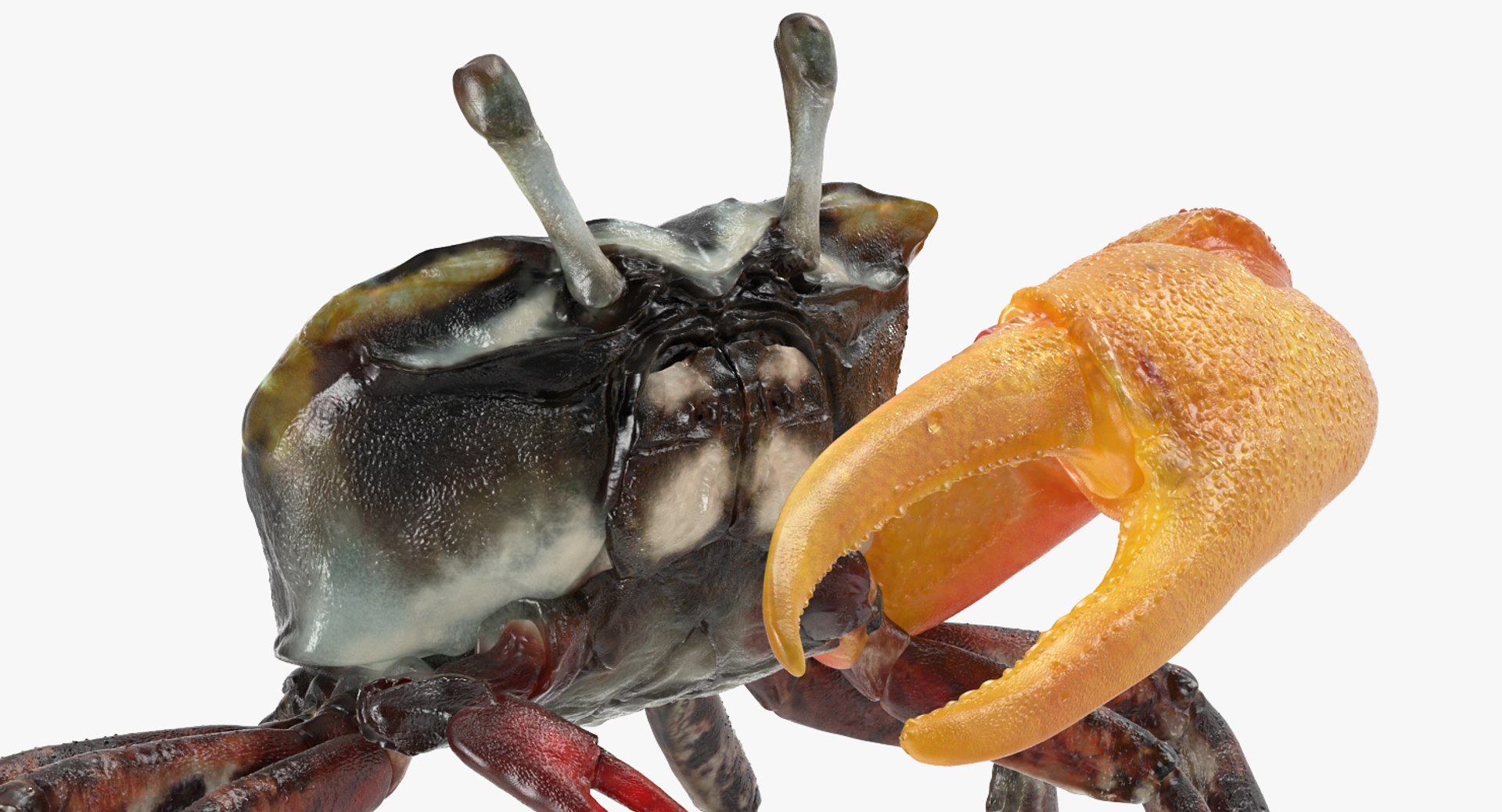 3d model of fiddler crab rigged https://p.turbosquid.com/ts-thumb/Gw/yf6slu/ne1bKE74/fiddlercrabrigged3dmodel013/jpg/1490610699/1920x1080/fit_q87/e3df6d28786649af83a77a4ae09febf5e1f4701d/fiddlercrabrigged3dmodel013.jpg