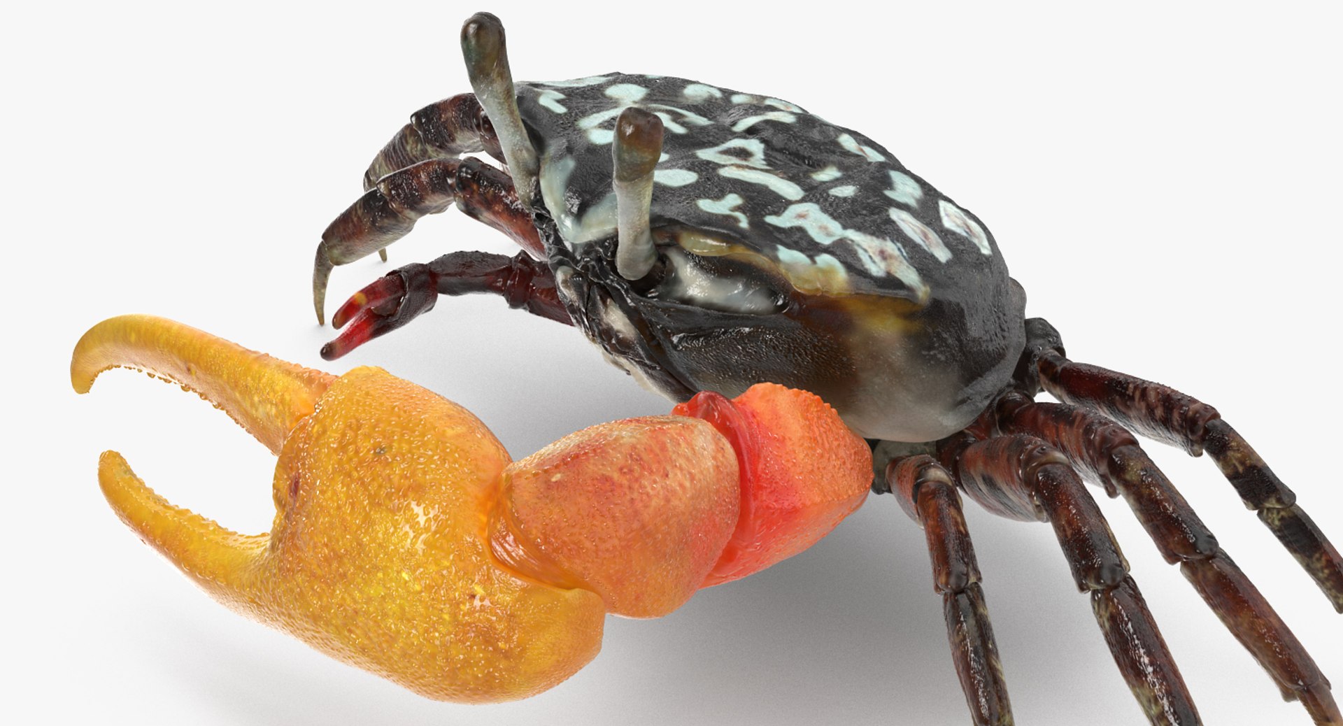 3d model of fiddler crab rigged https://p.turbosquid.com/ts-thumb/Gw/yf6slu/wZ13wjHY/fiddlercrabrigged3dmodel014/jpg/1490610699/1920x1080/fit_q87/2d34c9a517df9697642339981d6230ae0f79a2f1/fiddlercrabrigged3dmodel014.jpg