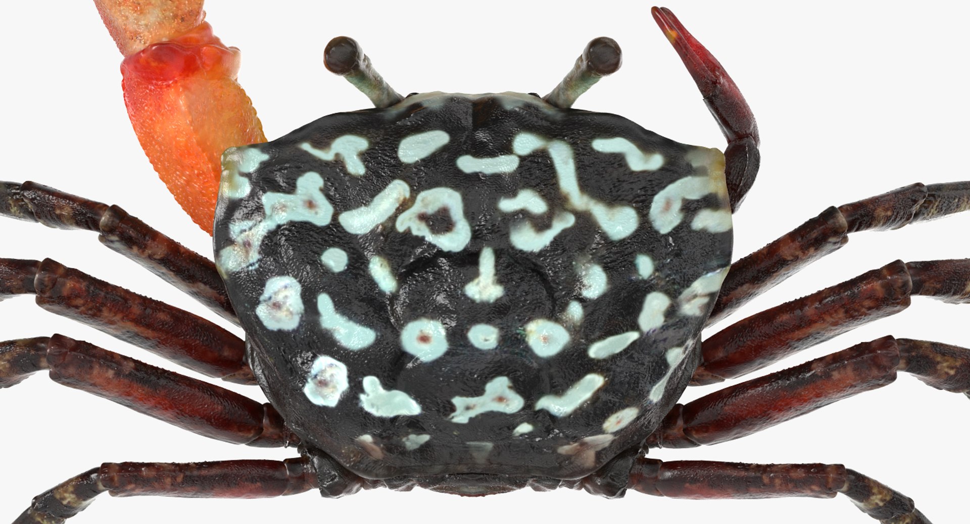 3d model of fiddler crab rigged https://p.turbosquid.com/ts-thumb/Gw/yf6slu/xggl4As1/fiddlercrabrigged3dmodel018/jpg/1490610699/1920x1080/fit_q87/1fcfd79b4ea071c54db84c8fcc2a138c30e18839/fiddlercrabrigged3dmodel018.jpg