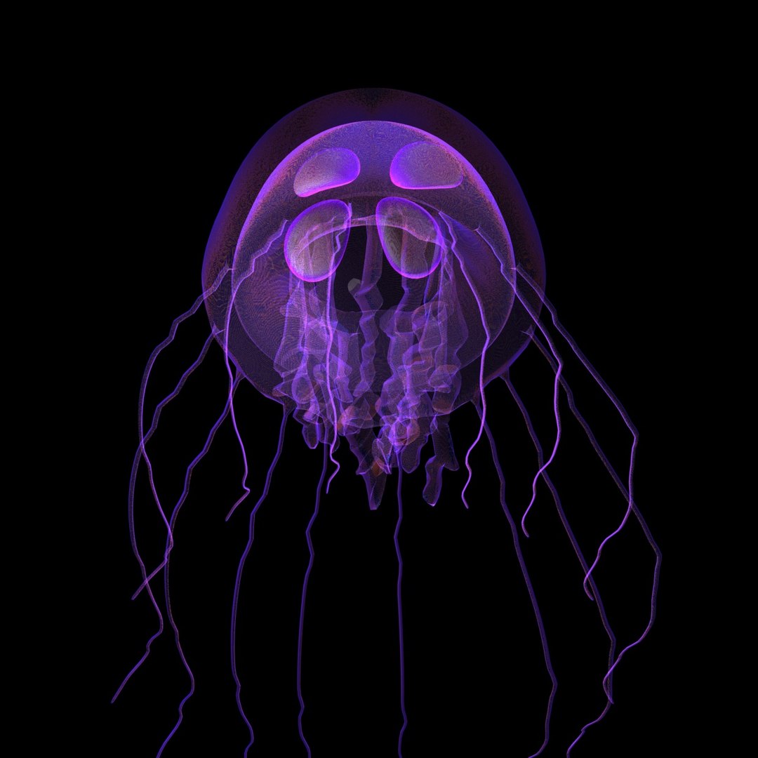 3d jellyfish https://p.turbosquid.com/ts-thumb/Gx/89yAb6/JfHMnKyG/jellfish2/jpg/1457265547/1920x1080/fit_q87/574b662f4c3651a62563edd8001e1ee889a79e85/jellfish2.jpg