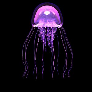 Jellyfish