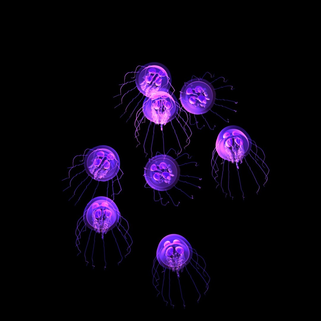 3d jellyfish https://p.turbosquid.com/ts-thumb/Gx/89yAb6/LlNofBBa/jellfish4/jpg/1457265572/1920x1080/fit_q87/356eab04bd41e8209427736a58454e17ab1b1310/jellfish4.jpg