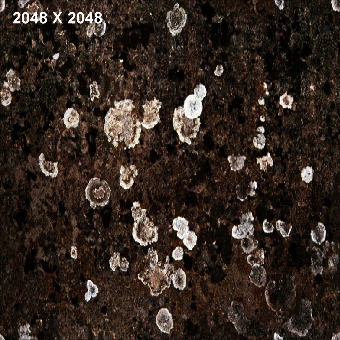 obj gemma bud https://p.turbosquid.com/ts-thumb/Gx/9fAmtA/GYg415gs/gemmae_col01/jpg/1405686173/1920x1080/fit_q87/4bd616089d65ef1f79f66b8b72da80cfbc503a58/gemmae_col01.jpg