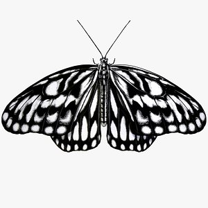 Idea leuconoe
