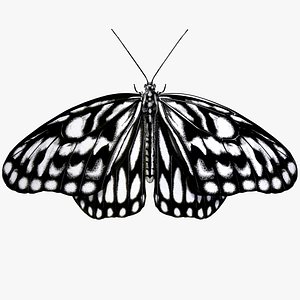 Idea leuconoe