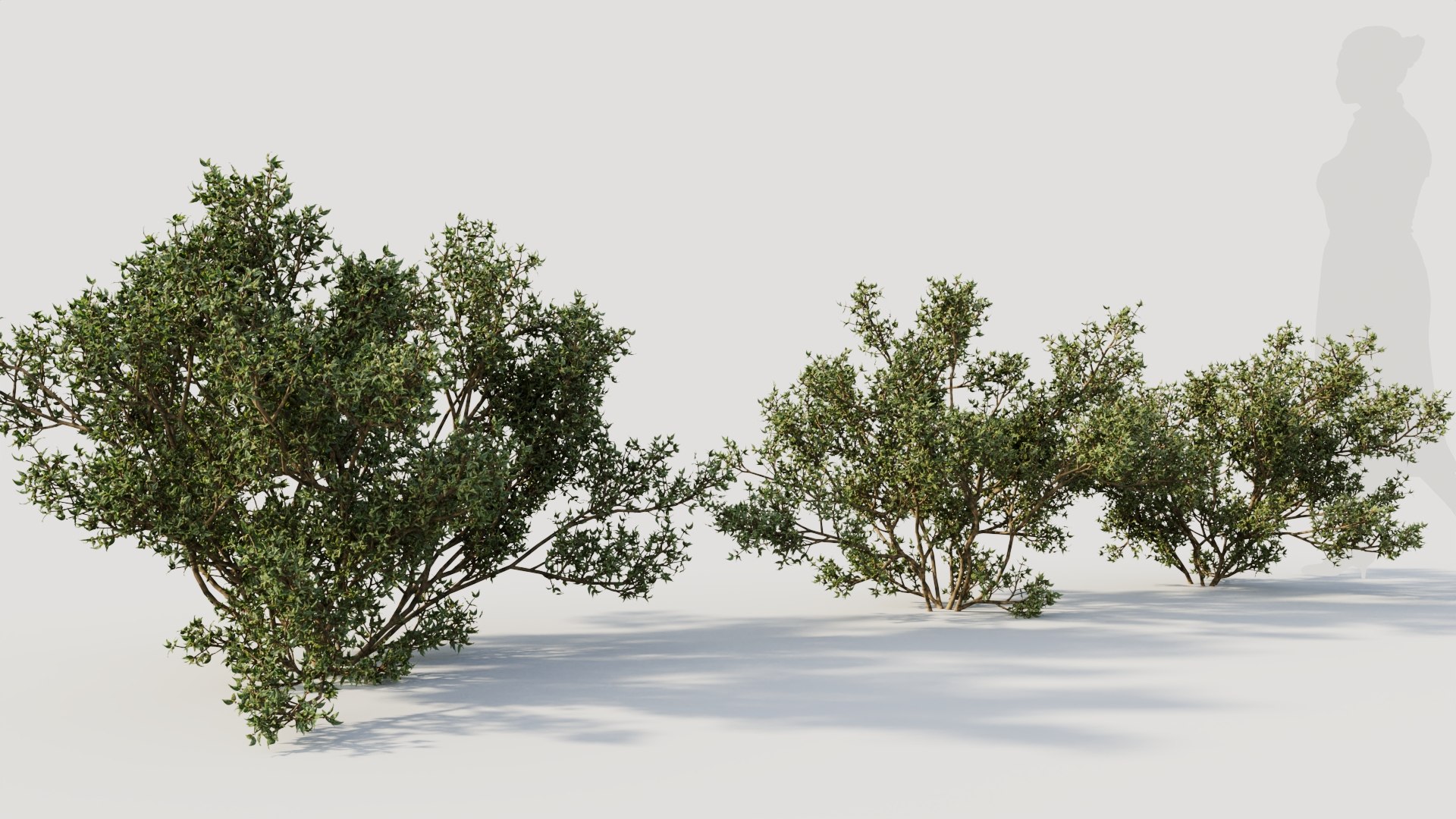 3D Larrea Tridentata B Model - TurboSquid 2194110