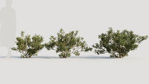 Larrea tridentata b
