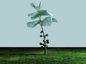3d model brussels sprouts plant