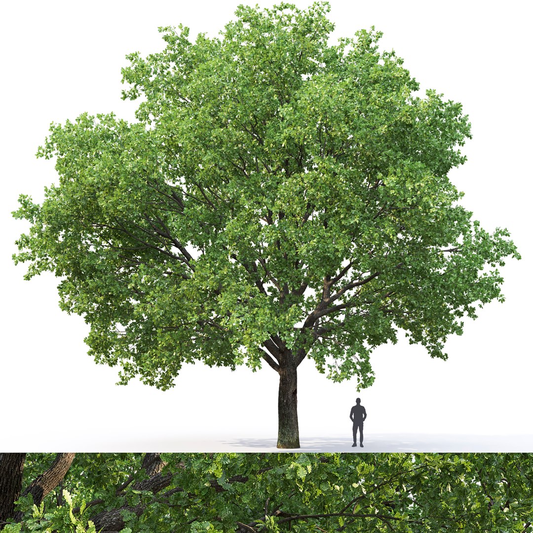 3D OAK 04 https://p.turbosquid.com/ts-thumb/Gx/WP5NVQ/9B/1turb/jpg/1623914798/1920x1080/fit_q87/0f7d87c0d993a729b3580b7c0fef60a90833cb84/1turb.jpg