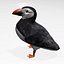 Puffin