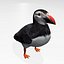 Puffin