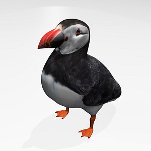 3D Puffin Models - Browse & Download Formats - TurboSquid