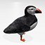 Puffin