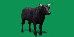 Black Bull Cattle