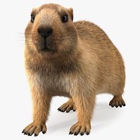 Alpine Marmot Fur