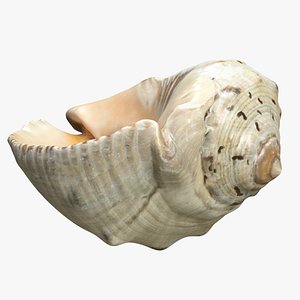 3D Sea shell 4