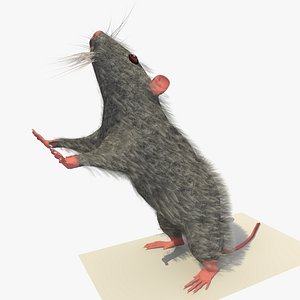 3d grey mouse rat standing model