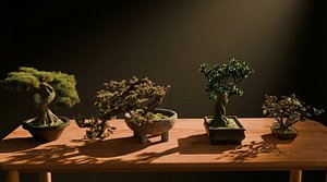 Bonsai Plant Pack Of 4 3D model