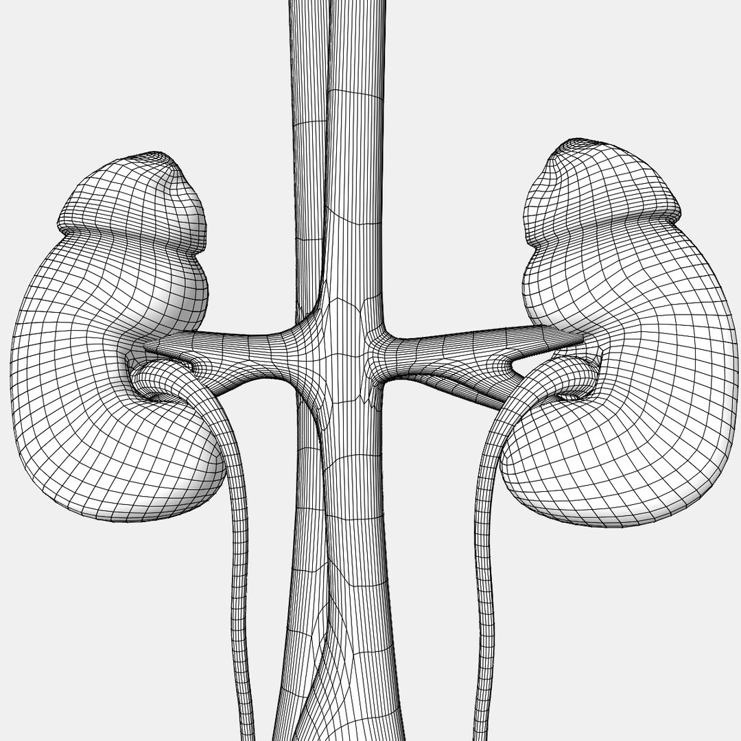 urinary organs 3D model https://p.turbosquid.com/ts-thumb/Gx/zNYLlG/C709fclA/wire5/jpg/1586463771/1920x1080/fit_q87/72eb38ecd66d962e88c3dcb43a701ee2e8cbb9a6/wire5.jpg