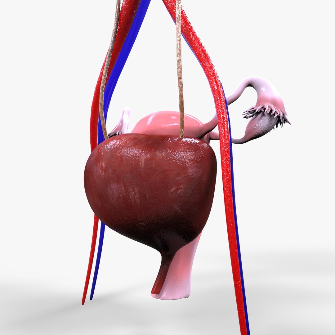 urinary organs 3D model https://p.turbosquid.com/ts-thumb/Gx/zNYLlG/KEk67znh/untitled.48/jpg/1586463771/1920x1080/fit_q87/89d9da7ccb80b1b5b877b3a1e298903b251201d3/untitled.48.jpg