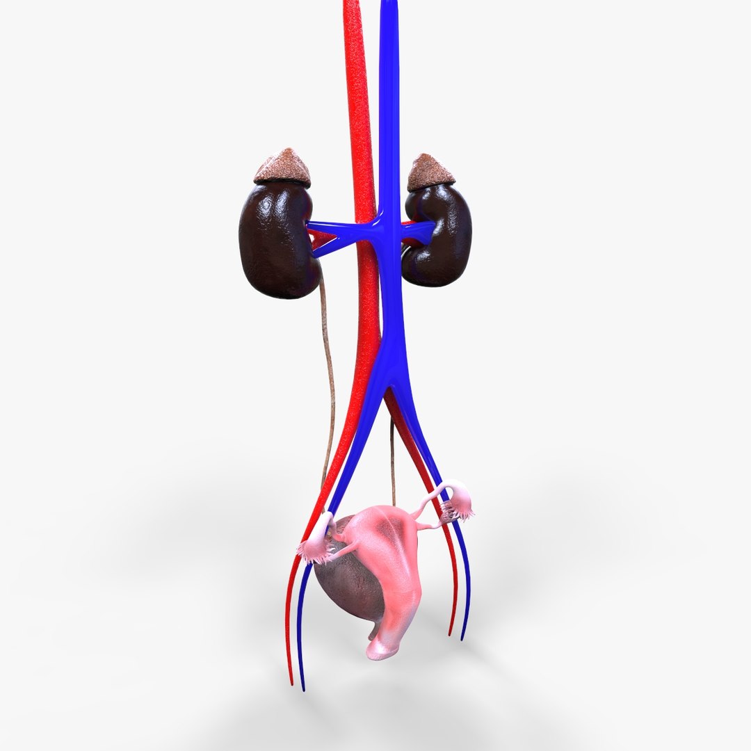 urinary organs 3D model https://p.turbosquid.com/ts-thumb/Gx/zNYLlG/MbSbhKXW/untitled.46/jpg/1586463702/1920x1080/fit_q87/b3729edd0824faf622a099409d9173b7c9156e7a/untitled.46.jpg