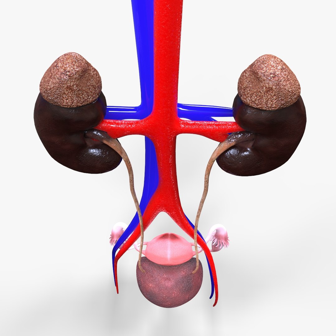 urinary organs 3D model https://p.turbosquid.com/ts-thumb/Gx/zNYLlG/dKq9Klye/untitled.47/jpg/1586463771/1920x1080/fit_q87/5903f1ca60d0c7746491aa5e946911336f9e1bc4/untitled.47.jpg