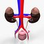 Male and Female Urinary System