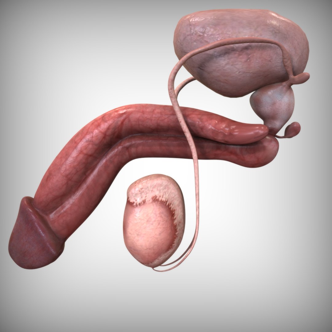 urinary organs 3D model https://p.turbosquid.com/ts-thumb/Gx/zNYLlG/pisEWohS/left_view2/jpg/1586463752/1920x1080/fit_q87/451f5d38a6ddf20885f420c391c9cd16f3dcaa93/left_view2.jpg