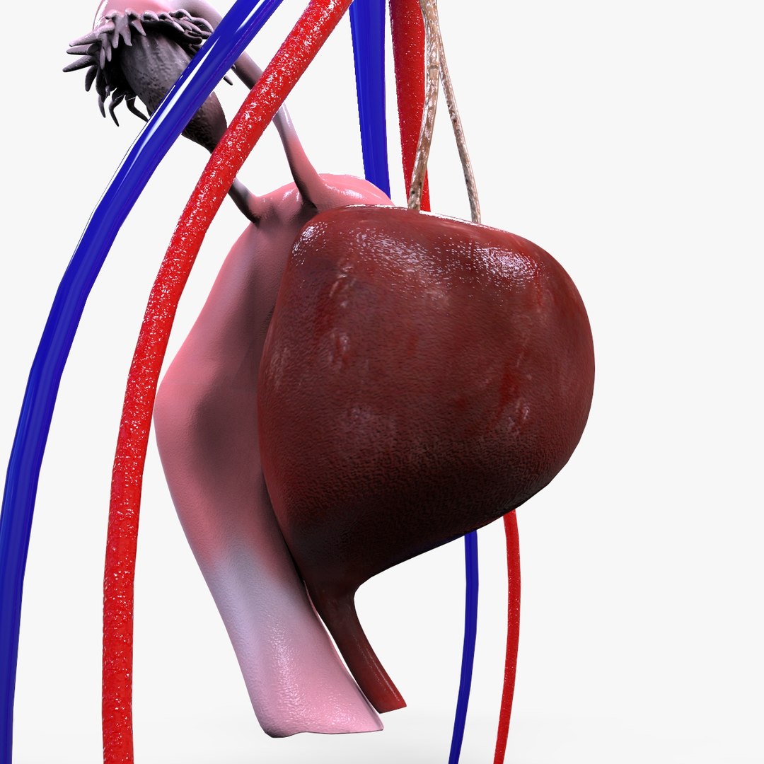 urinary organs 3D model https://p.turbosquid.com/ts-thumb/Gx/zNYLlG/rCVVscKk/untitled.49/jpg/1586463771/1920x1080/fit_q87/cd80d7afdfb8aa7b15ae6a788a145f2d75d8259a/untitled.49.jpg