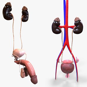 Male and Female Urinary System