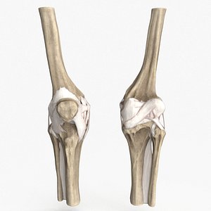 3D Human Knee Bones and Bundles