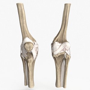 Human Knee Bones and Bundles