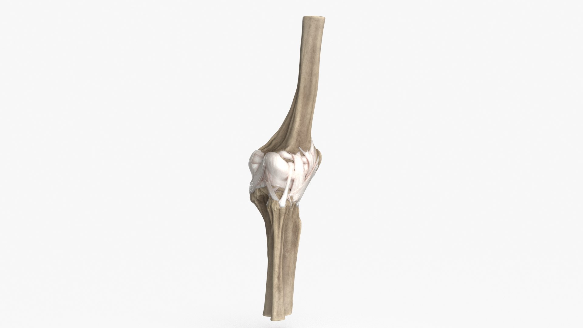 3D Human Knee Bones and Bundles https://p.turbosquid.com/ts-thumb/Gy/97KVg8/sO/22_0004/jpg/1662905222/1920x1080/fit_q87/743db7d9407d0f197624611c9b0c983d2cecab30/22_0004.jpg