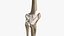 Human Knee Bones and Bundles
