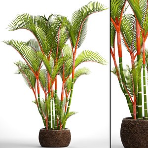 3D model cyrtostachys renda palm
