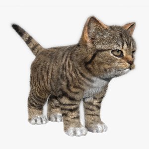 Kitten