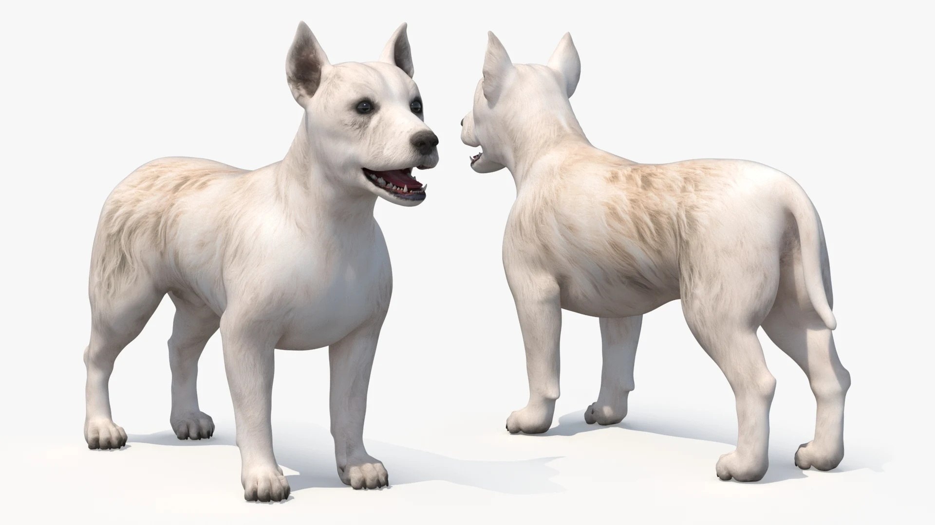 3D model Small Dogs Collection 2 https://p.turbosquid.com/ts-thumb/Gy/NQkCfM/aO/small_dogs_collection_2_003/jpg/1785234046/1920x1080/fit_q87/d9c6c14b1d2015bb2875a4f4d3c6901bee771afc/small_dogs_collection_2_003.jpg