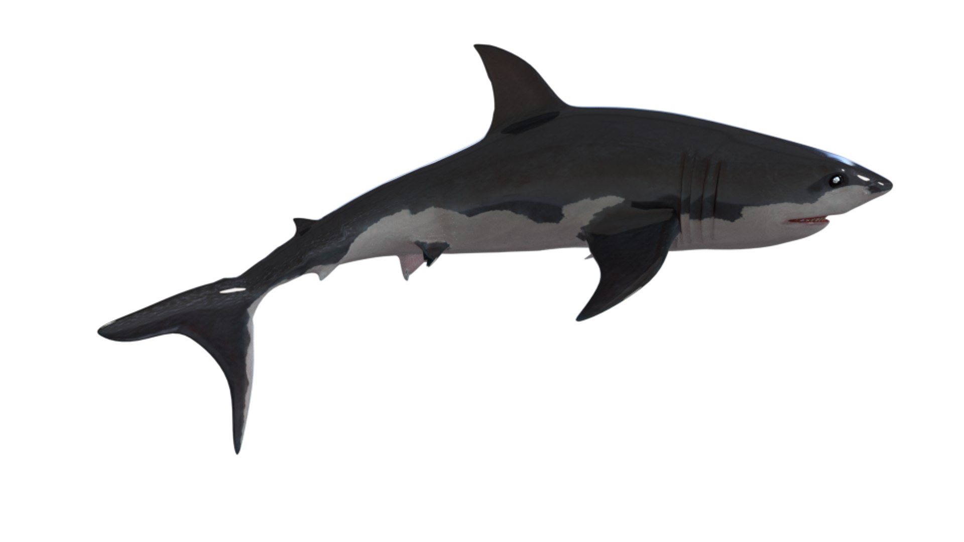 shark art 3D https://p.turbosquid.com/ts-thumb/Gy/RDFy3t/ARdSlJvU/07/png/1493669147/1920x1080/fit_q87/58680dc859b1ae134227586c62f13643f1cbeafb/07.jpg