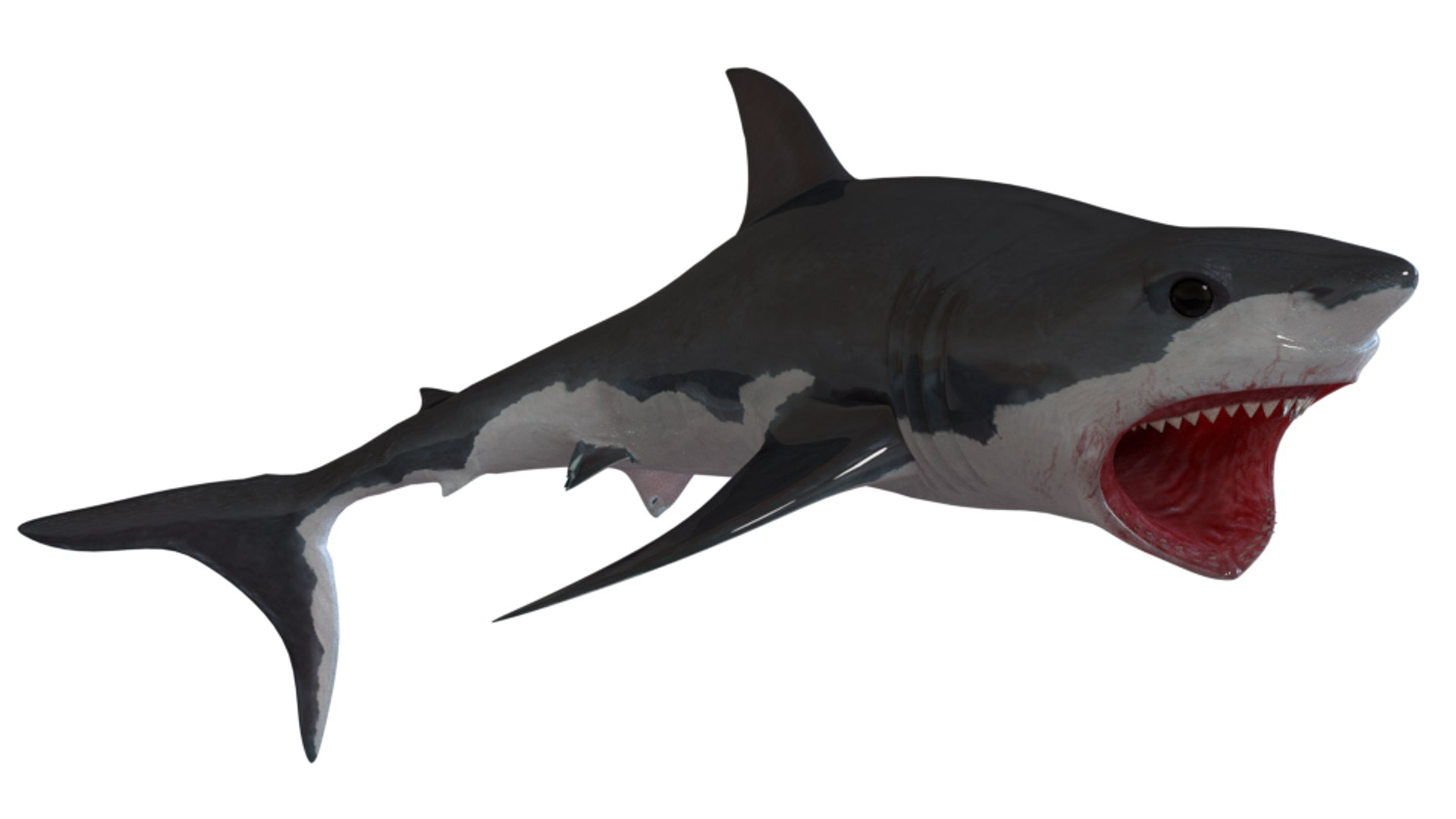 shark art 3D https://p.turbosquid.com/ts-thumb/Gy/RDFy3t/MwgpYU1h/08/png/1493669148/1920x1080/fit_q87/6b94dbd21c30e44d27b65a37ecda44748b02be9f/08.jpg